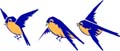 birds
