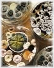 contaminants